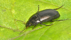 Ovaler Kanalläufer_2.jpg